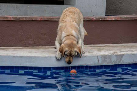 Labrador retreiver playing fetch, trying to fish ball out of poolの写真素材