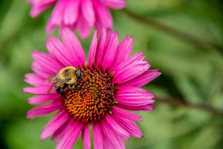 Bumble bee on an bee on an flower foraging for pollen and nectar, overhead view outdoors in the gardenの写真素材