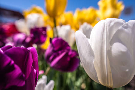 Colorful display of spring tulips in a flowerbed outdoors under a sunny blue sky with focus to a single white tulip in the foreground symbolic of springの写真素材