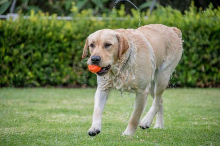 wet Labrador retreiver on grass playing fetch, shaking water offの写真素材