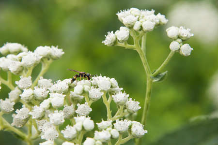 Close up of small budding plant with white flowers and an insect foraging for pollen