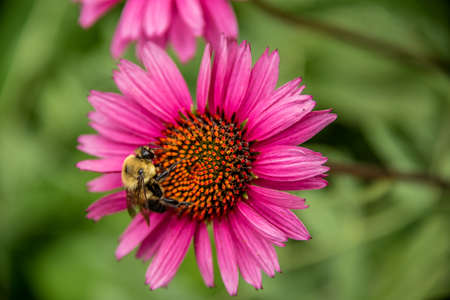 Bumble bee on an echinacea flowerBumble bee on an echinacea flower foraging for pollen and nectar, overhead view outdoors in the gardenの写真素材