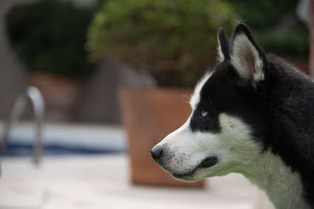 Siberian husky profile, black and whiteの写真素材