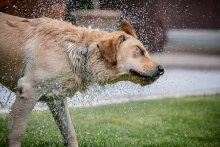 Labrador retriever on grass playing fetch, shaking water off water after having left the pool. Shot with fast shutter speed, droplets of water are visible suspended in air.の写真素材