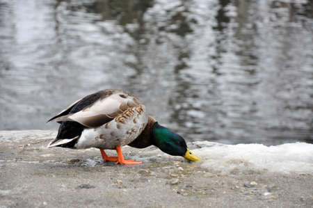 Male Mallard drake searches for food in the melting snow, behind him there is a flowing creekの写真素材