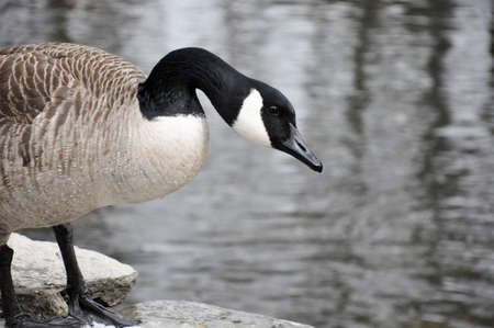 Canadian goose stands in front of creek on a winter dayの写真素材