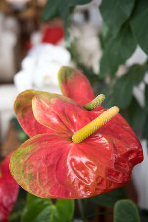 Orchid red petal with long yellow stamen in close up