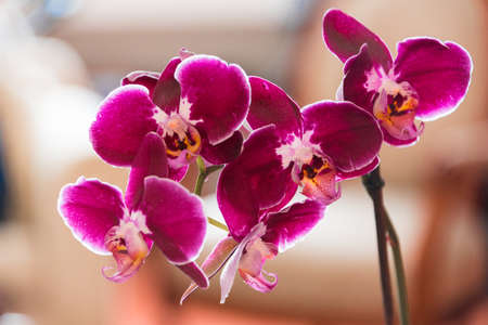 Spike of colorful pink aromatic Phalaenopsis orchids in a close up view conceptual of luxury, wellness, spa, zen and floristryの写真素材