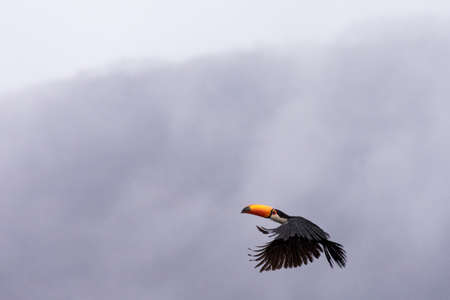 Toucan in the rain