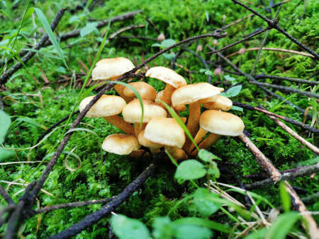 small forest fungus in clusterの写真素材