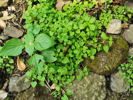 grass, stone and leavesの写真素材
