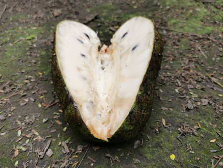 Soursop  heartの写真素材