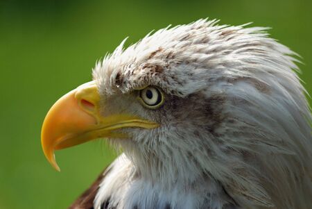 portrait of an eagle headの写真素材