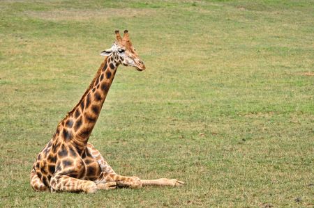 giraffe resting in a grass meadow with his neck upの写真素材