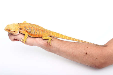 Black-soil bearded dragon, pogona vitticeps の写真素材