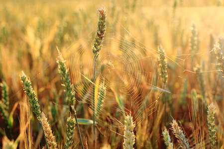 Grain in the field  の写真素材