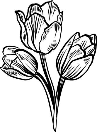 Bouquet of three tulips of scratch style. Sketch engraving vector illustration. Scratch board style imitation. Black and white hand drawn image.のイラスト素材