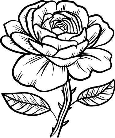 Rose stem of scratch style. Sketch engraving vector illustration. Scratch board style imitation. Black and white hand drawn image.のイラスト素材