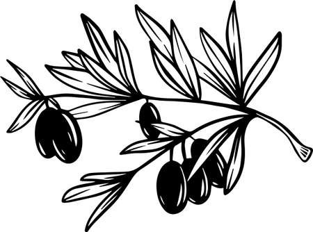 Olive branch of scratch style. Sketch engraving vector illustration. Scratch board style imitation. Black and white hand drawn image.のイラスト素材