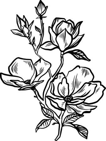 Flowering magnolia branch of scratch style. Sketch engraving vector illustration. Scratch board style imitation. Black and white hand drawn image.のイラスト素材