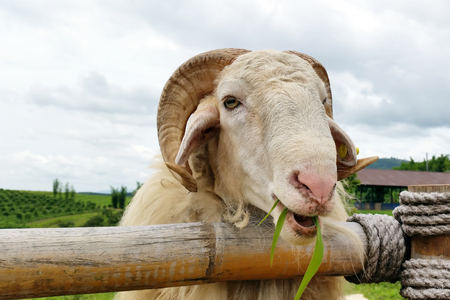 sheep eating grasses in the field near frenchの写真素材