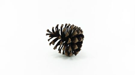 single pine cone on white background with a little shadowの写真素材