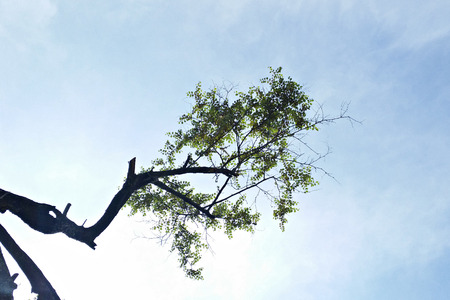 tree branch with tiny leave with the blue skyの写真素材