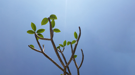 Frangipani (plumeria) tree under the clear blue skyの写真素材