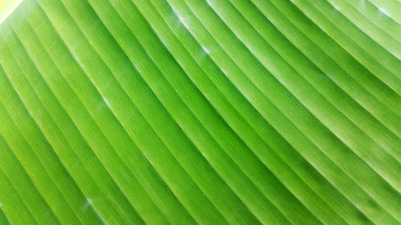 Closed up banana leaf - material for thai vintage food packagingの写真素材