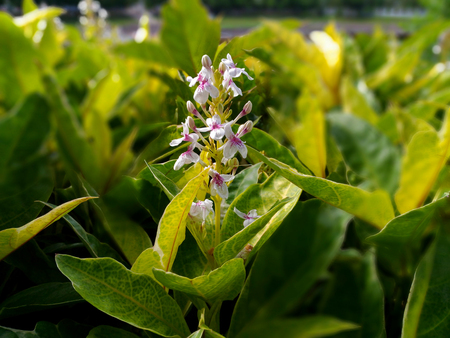 gold leaves' flower (Gratophyllum pictum (L.) Griff.) - selective focusの写真素材