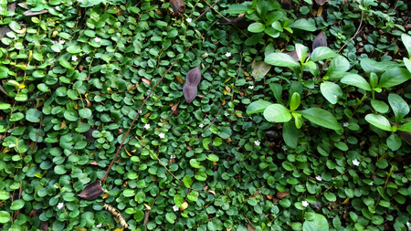 Fresh and Green meadow - (Evolvulus nummularius and popping pod)の写真素材