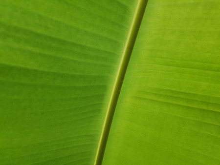 Closed up fresh green banana leafの写真素材