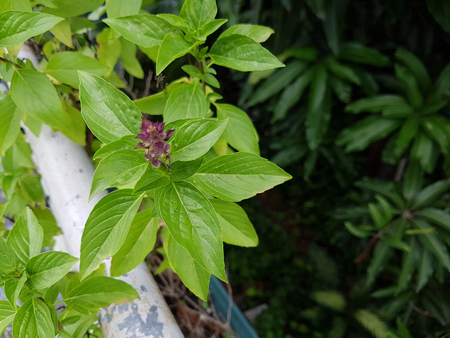 Closed up sweet basil beside metal pipe on the blurry backgroundの写真素材