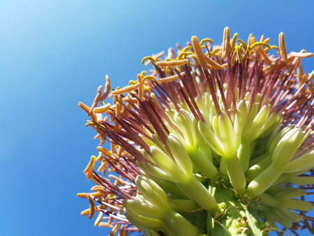 Queen's Victoria Agave's blossom flowerの写真素材