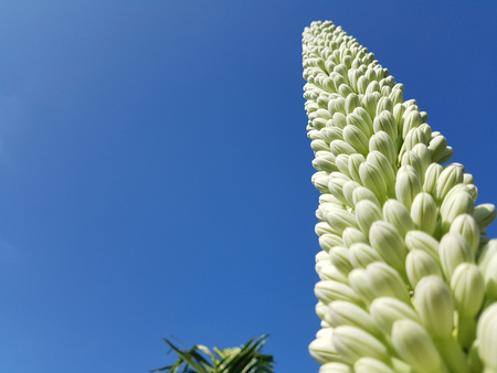Queen's Victoria Agave's flower budsの写真素材