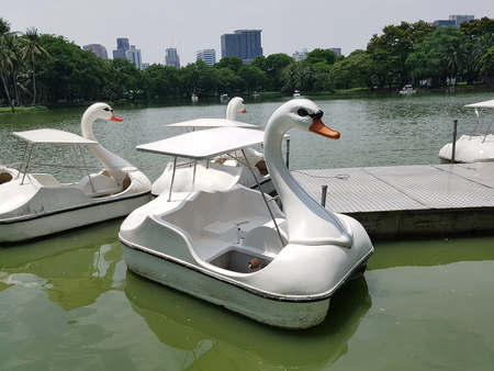 White swan shape water bycicle in the public parkの写真素材