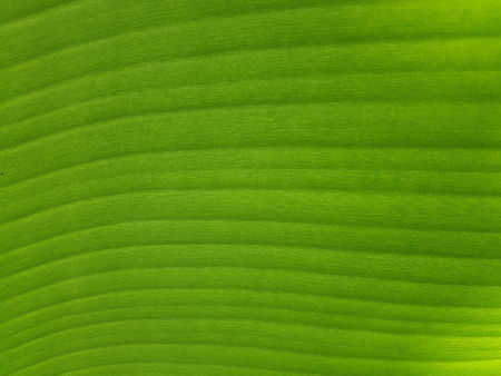Closed up line of the fresh green banana leaf の写真素材