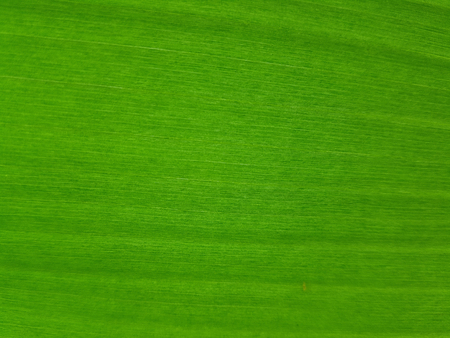 Fresh green banana leaf lines detail backgroundの写真素材