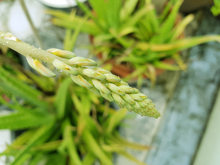 Closed up young fresh Aloevera flower pod after the rainの写真素材