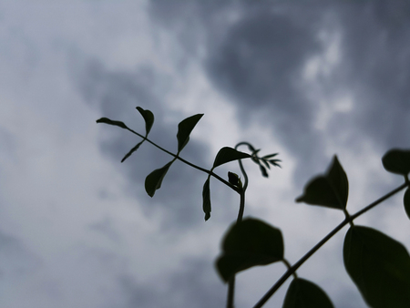 Silhouette of leaves shoot facing into cloudy skyの写真素材