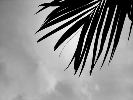 Black & White palm leaves facing into cloudy skyの写真素材