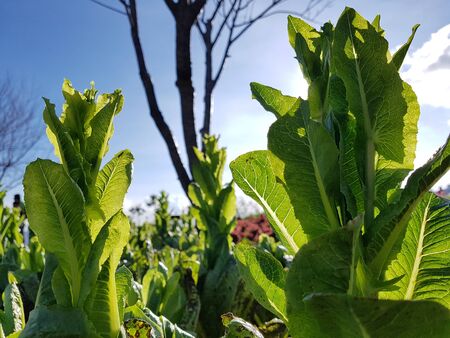 Fresh green cos lettuce from farm for your salad dishの写真素材