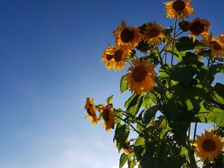 Sunflower bush stand under the clear blue sky