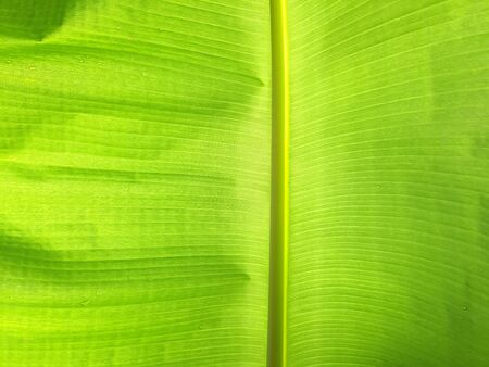 Closed up fresh banana leaf. Translucent, show botanical detail.の写真素材