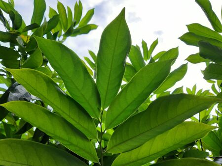 Botanical detail of kantali champa leaves when facing into the skyの写真素材