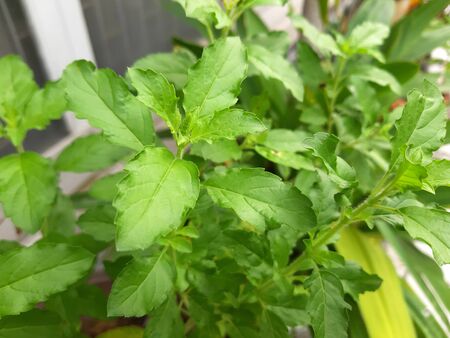 Fresh holy basil in the house garden. (closed up shoot) の写真素材