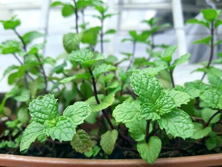 closed up green fresh mint pot in the gardenの写真素材