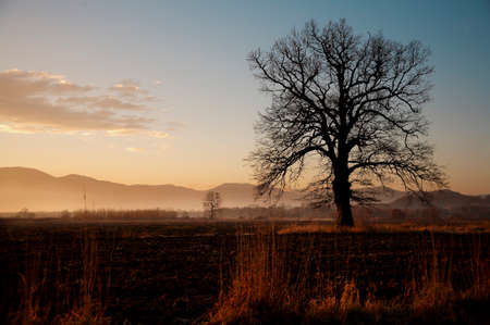 Lonely oak tree on an rural landscape in autumnの写真素材