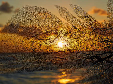 Photography of black coral at sunset in Barbadosの写真素材