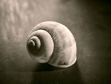 Black and white photography of snail shell